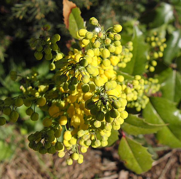 Image of Mahonia aquifolium specimen.