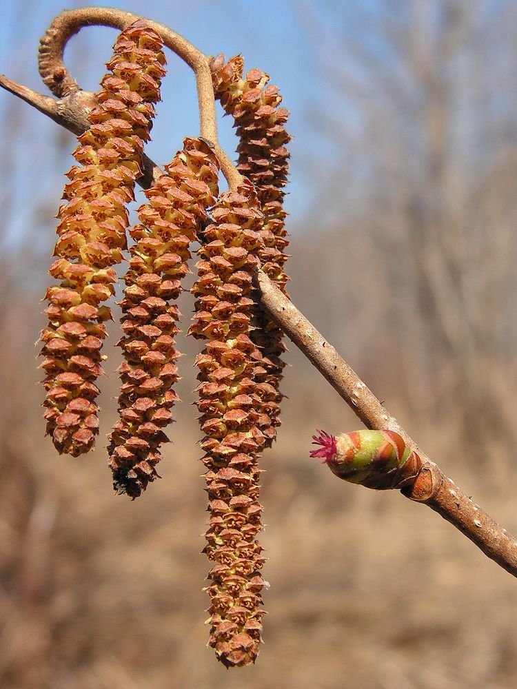 Image of Corylus heterophylla specimen.