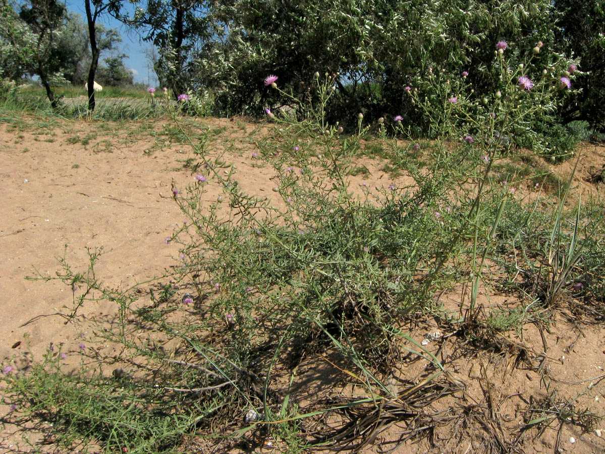 Image of Centaurea odessana specimen.