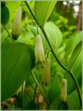 Polygonatum odoratum