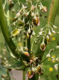 Rheum rhabarbarum. Зреющие плоды. Германия, г. Krefeld, Ботанический сад. 08.06.2013.