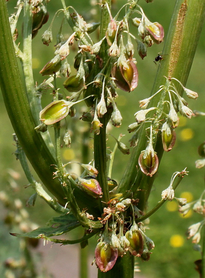 Image of Rheum rhabarbarum specimen.