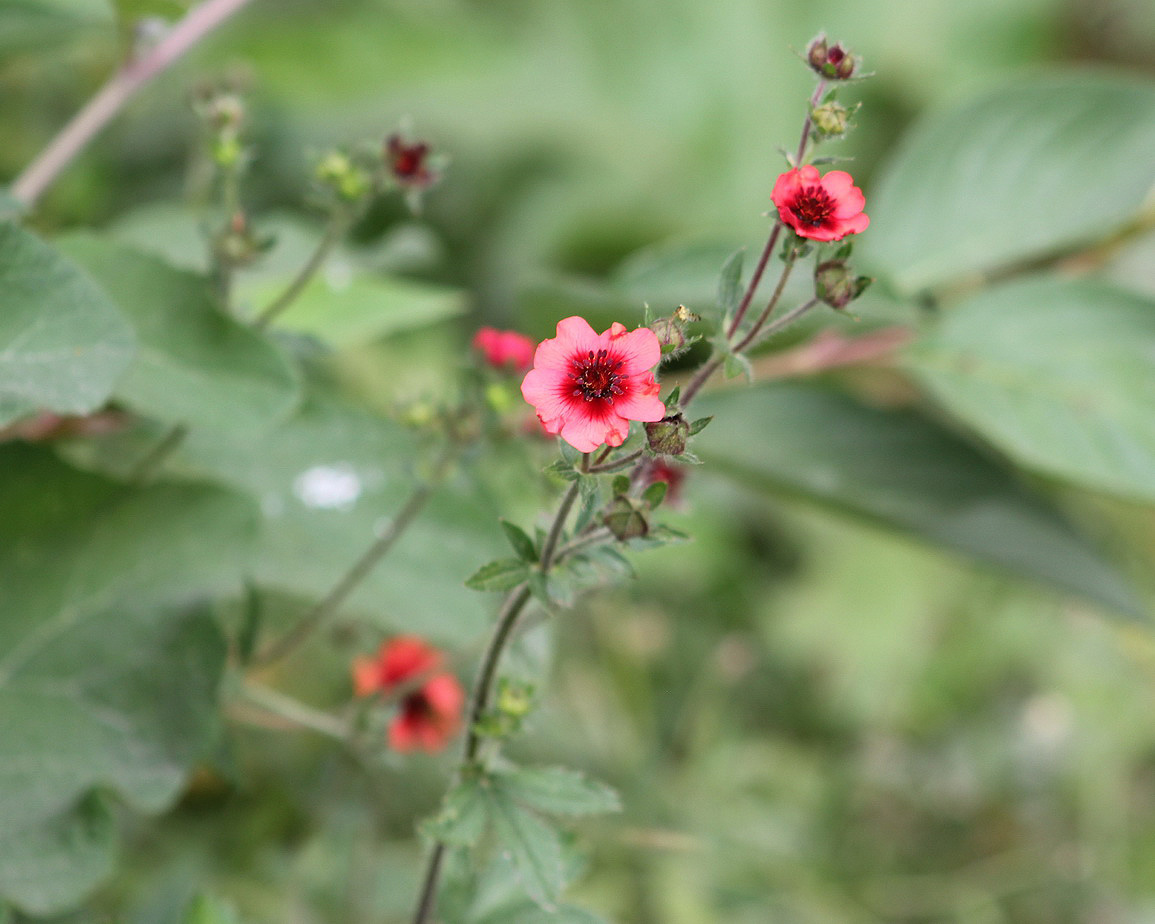 Изображение особи Potentilla nepalensis.