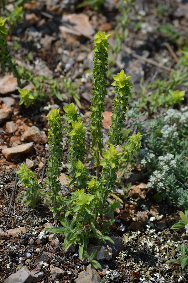 Image of Sideritis montana specimen.