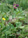 Lathyrus pisiformis. Верхушка цветущего растения. Эстония, уезд Рапламаа, облесённый сосной альвар. 20.06.2013.