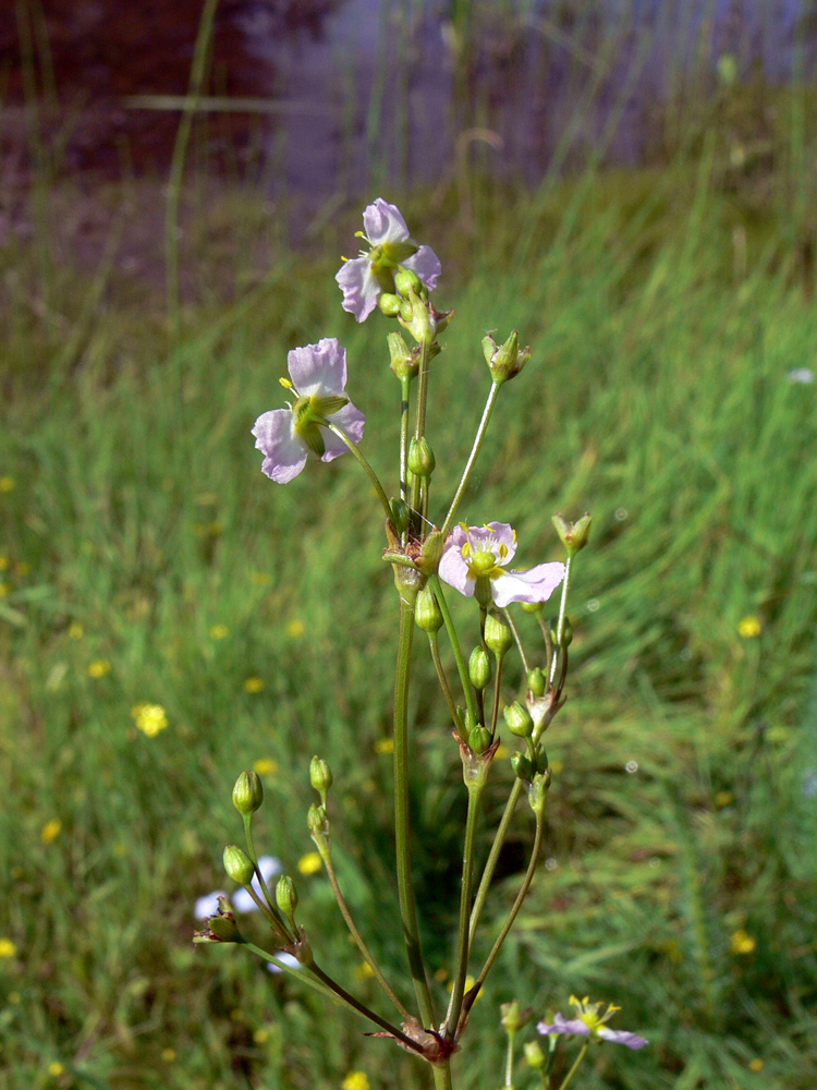 Image of Alisma plantago-aquatica specimen.