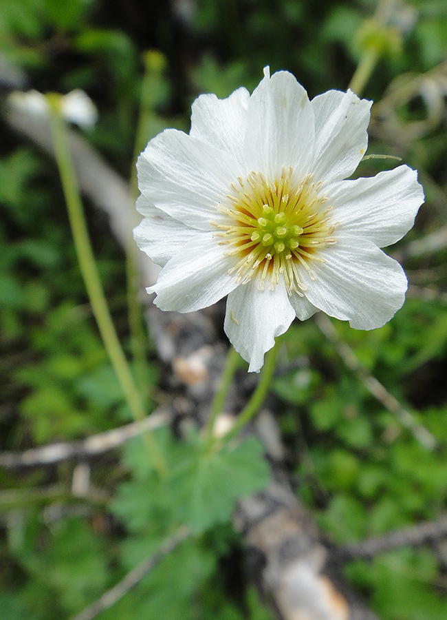 Изображение особи Callianthemum isopyroides.