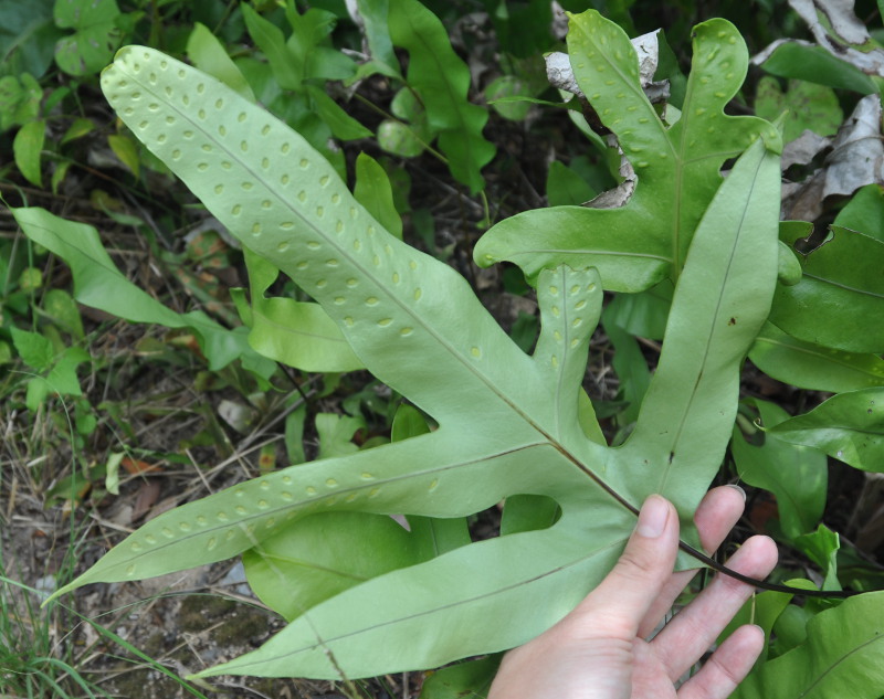 Изображение особи Phymatosorus grossus.