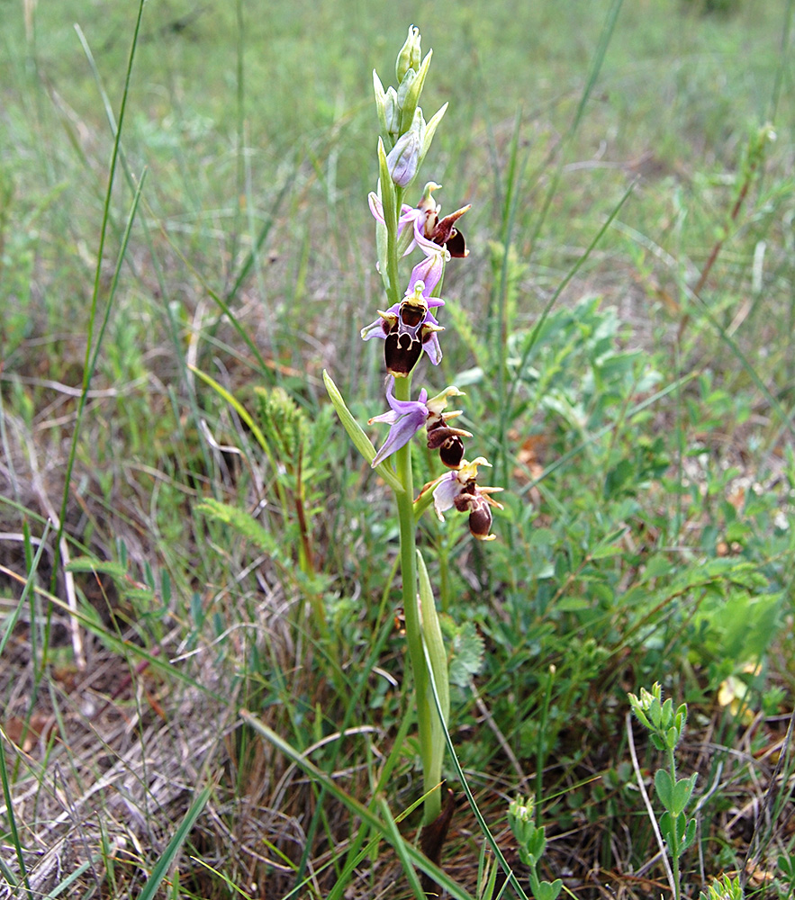 Изображение особи Ophrys oestrifera.