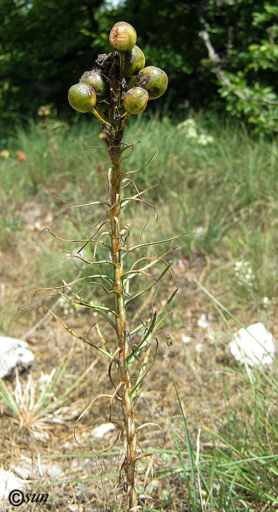 Изображение особи Asphodeline lutea.