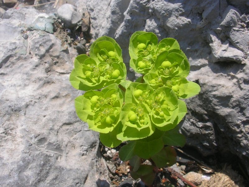 Image of Euphorbia helioscopioides specimen.