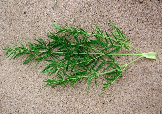 Image of Thalictrum lucidum specimen.