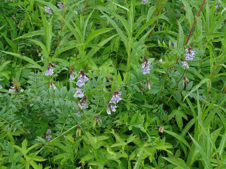 Image of Vicia sepium specimen.