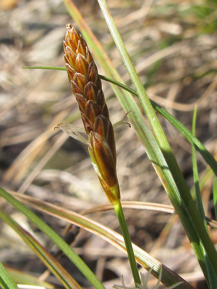 Изображение особи род Carex.