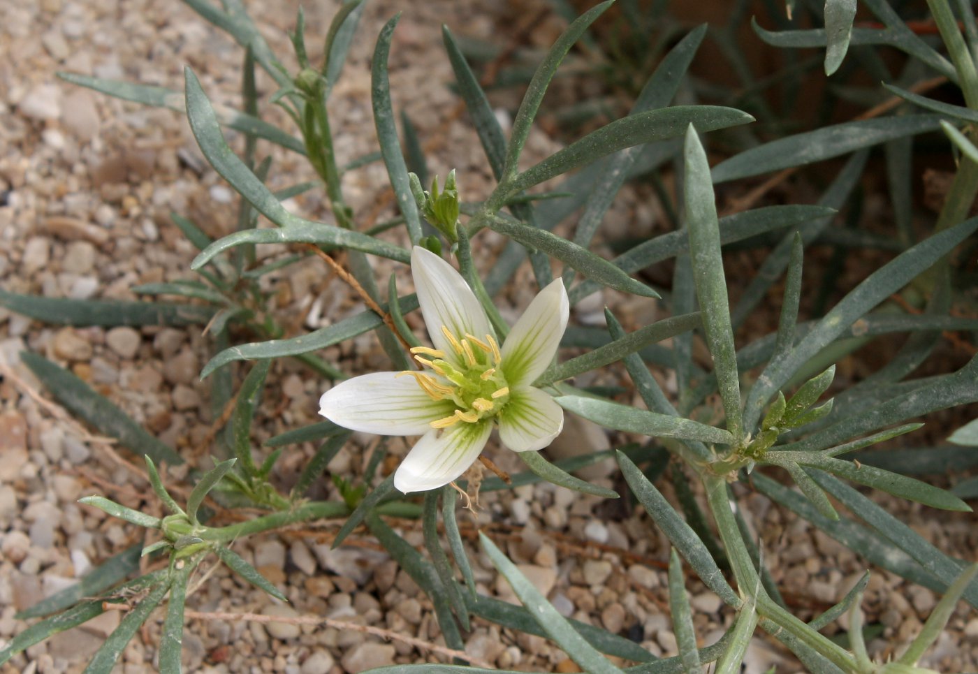 Image of Peganum harmala specimen.