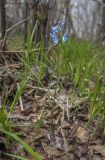 Corydalis ambigua