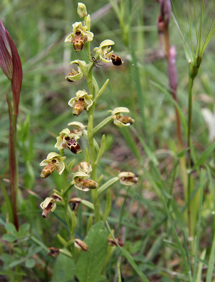 Image of Ophrys umbilicata specimen.