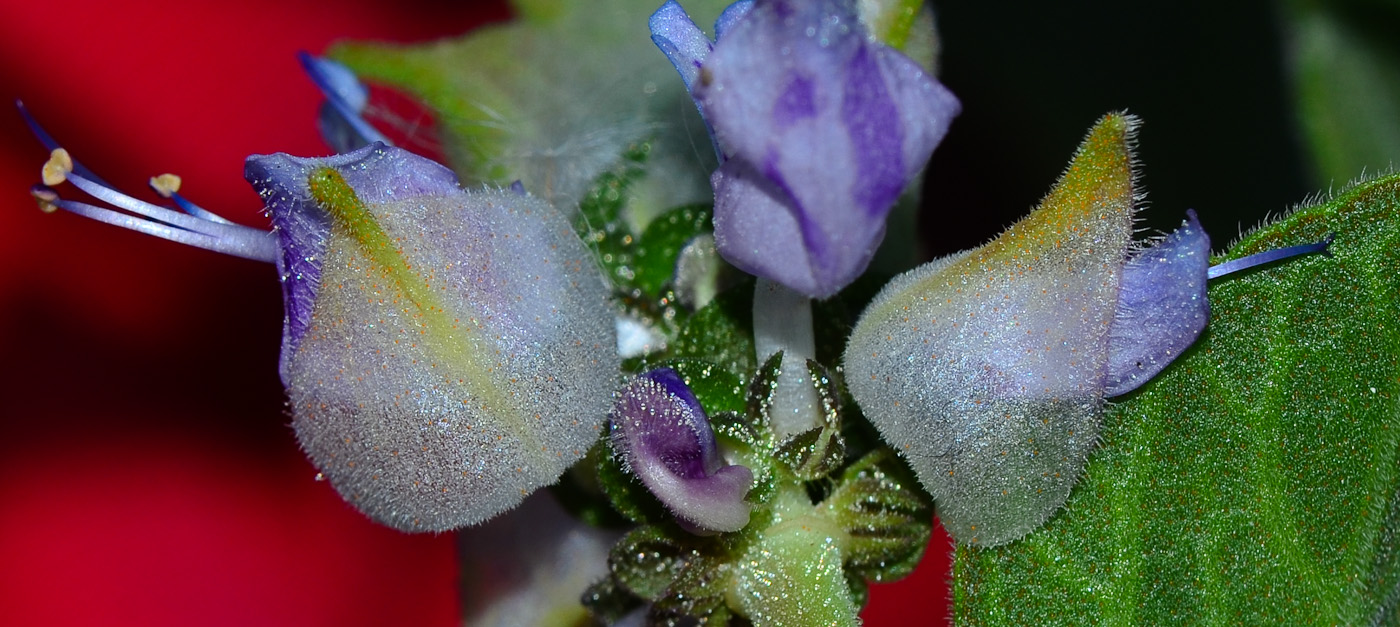 Image of Coleus neochilus specimen.