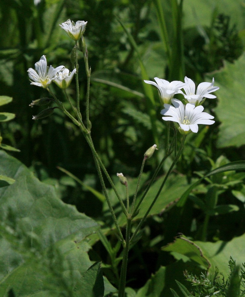 Изображение особи Cerastium arvense.