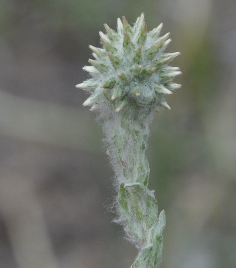 Image of Filago eriocephala specimen.