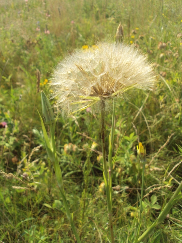 Изображение особи Tragopogon ucrainicus.