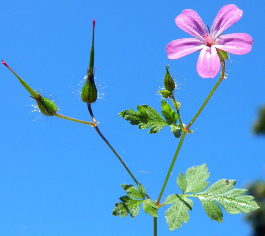 Image of Geranium robertianum specimen.