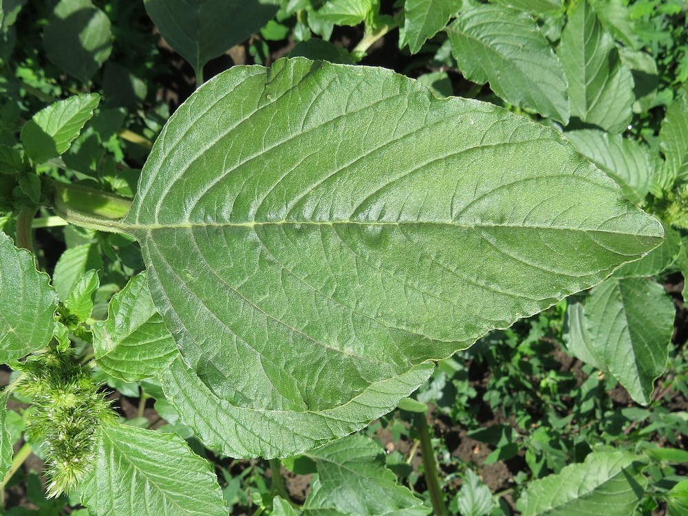 Image of Amaranthus retroflexus specimen.