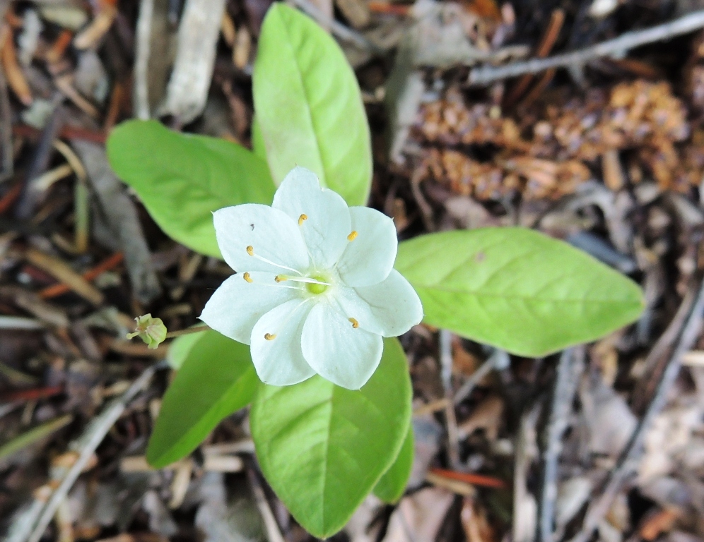 Изображение особи Trientalis europaea.