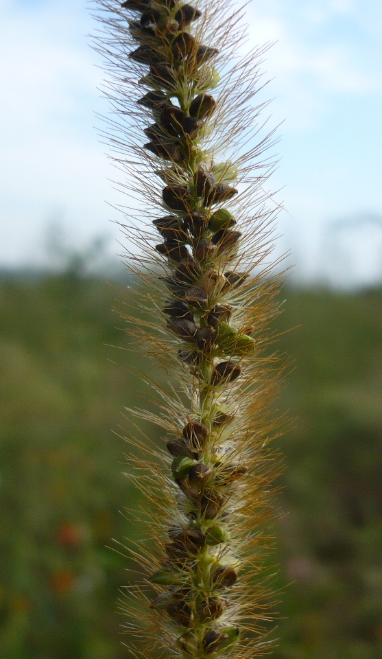 Image of Setaria pumila specimen.