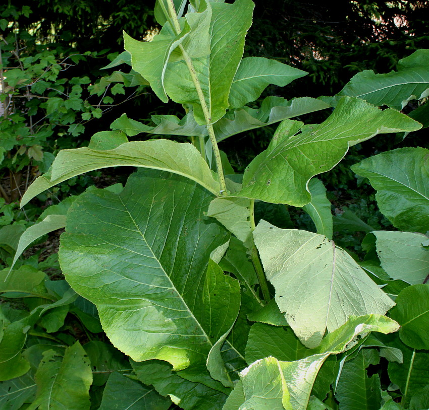 Image of Inula helenium specimen.