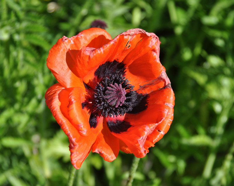 Image of Papaver setiferum specimen.