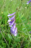 Vicia villosa. Соцветие и лист. Польша, Беловежская Пуща, луг у пос. Бяловежа. 25 июня 2009 г.