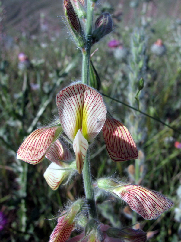 Image of Onobrychis chorassanica specimen.