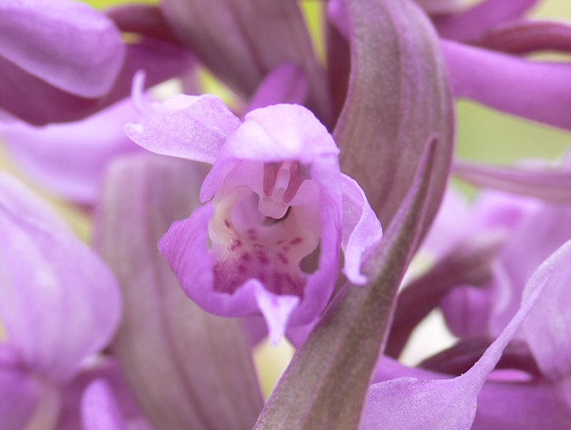 Изображение особи Dactylorhiza aristata.