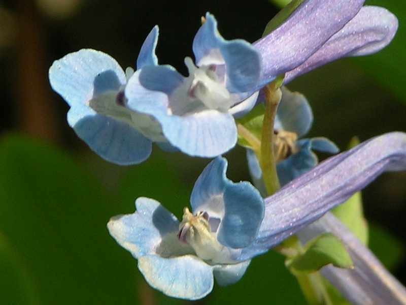 Image of Corydalis ambigua specimen.