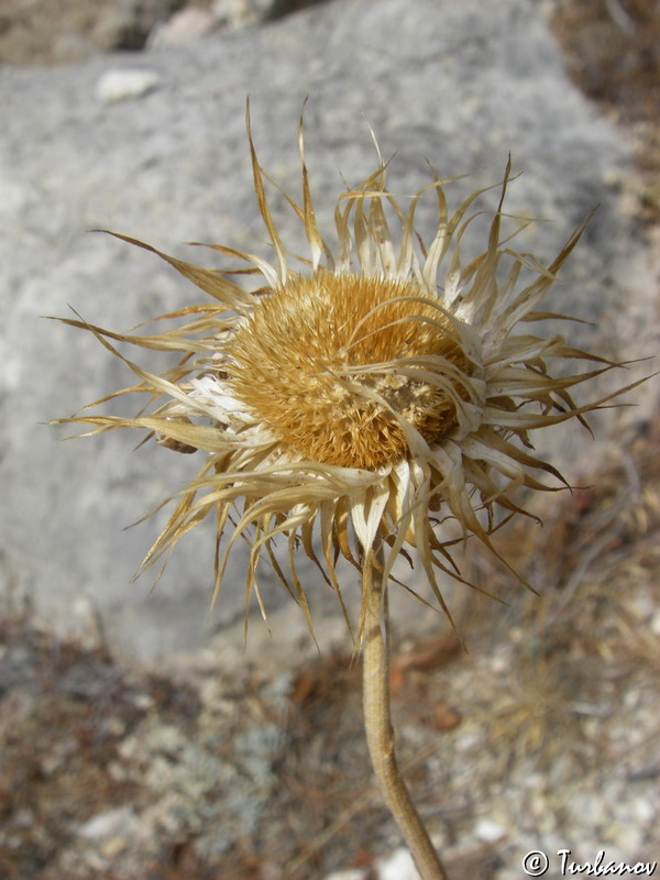 Image of Jurinea roegneri specimen.