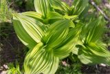 Veratrum lobelianum