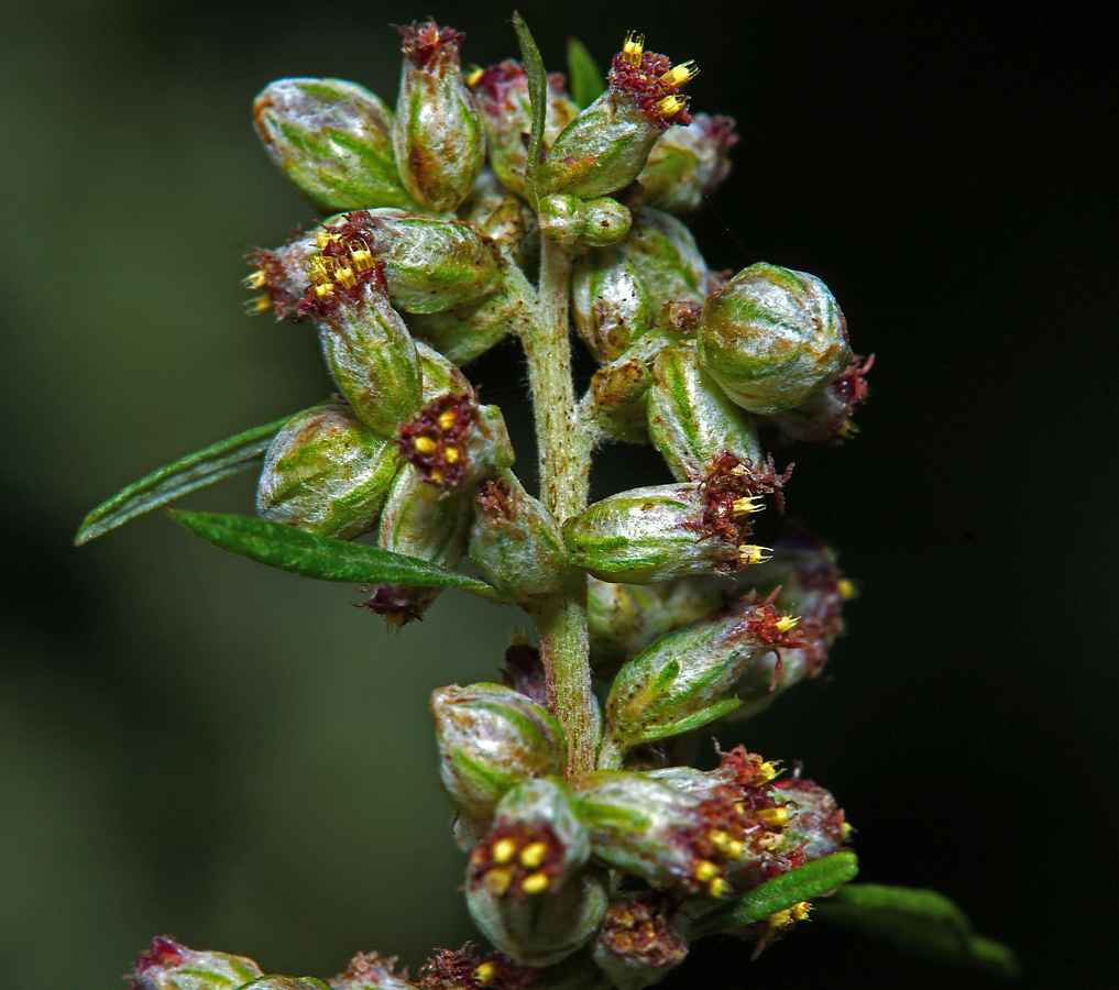 Image of Artemisia vulgaris specimen.