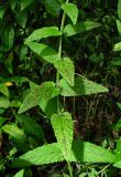 Scutellaria galericulata