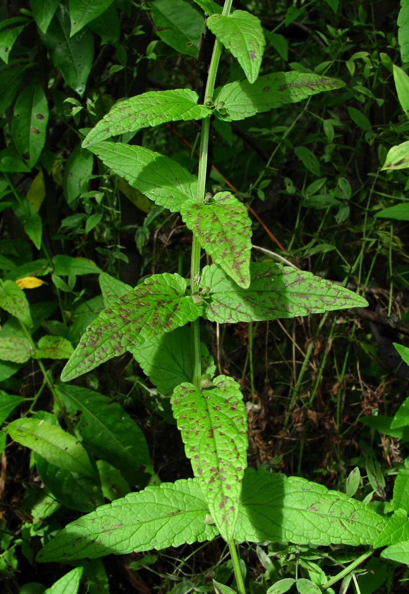 Image of Scutellaria galericulata specimen.