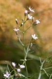 Acanthophyllum gypsophiloides. Побег с цветками. Южный Казахстан, горы Алатау (Даубаба), Восточное ущелье. 14.06.2014.