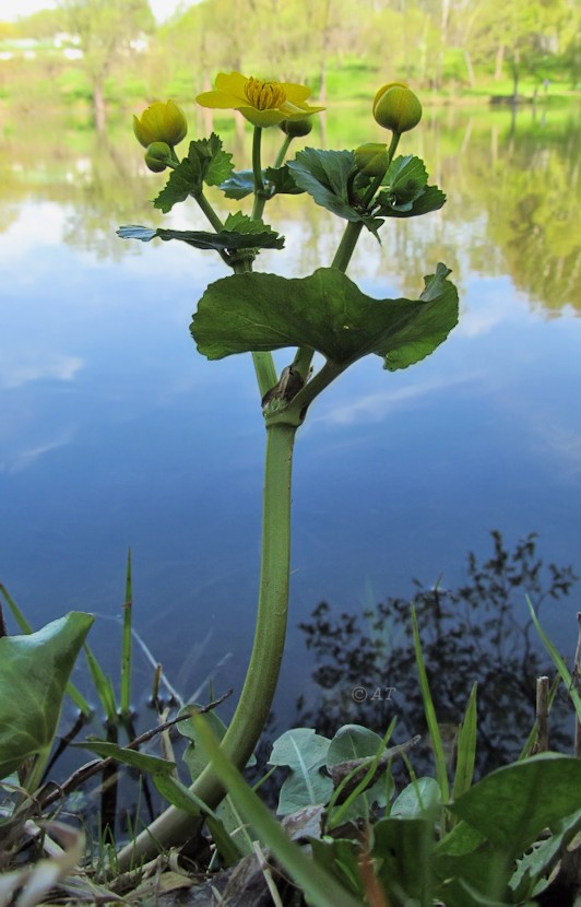 Изображение особи Caltha palustris.