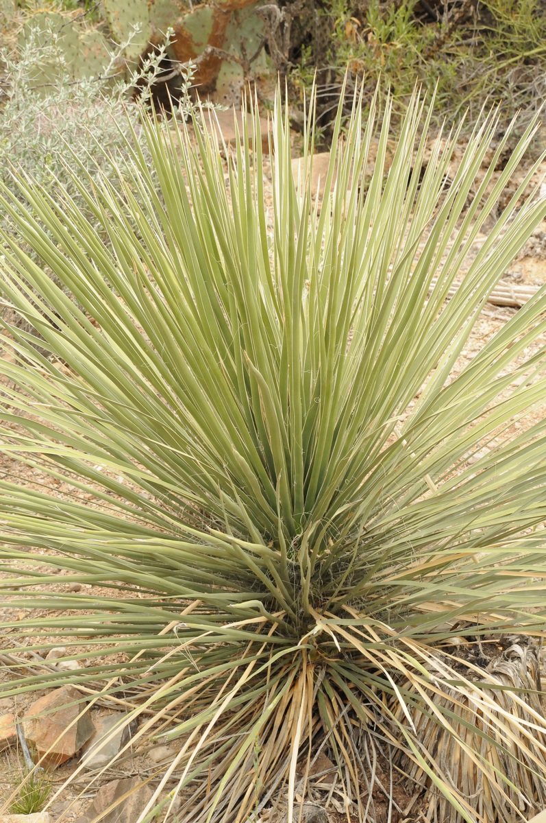 Изображение особи Yucca angustissima.