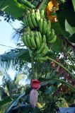 Musa acuminata. Соцветие с завязавшимися плодами. Андаманские острова, остров Нил, в культуре. 02.01.2015.
