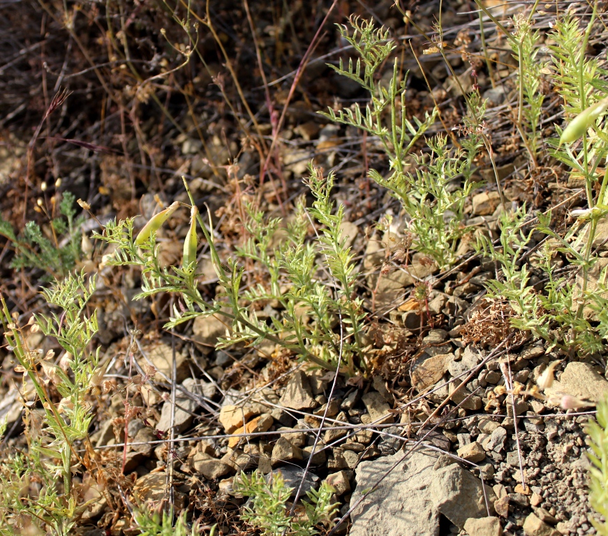 Image of Vicia subvillosa specimen.