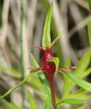 Epilobium palustre. Верхушка растения с галлом. Иркутская обл., Иркутский р-н, окр. с. Смоленщина, заболоченный луг. 10.07.2015.