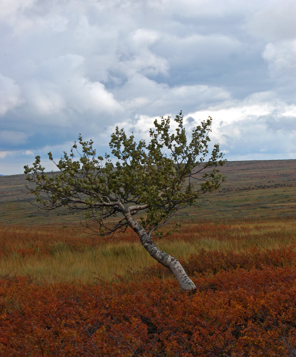 Image of Betula czerepanovii specimen.