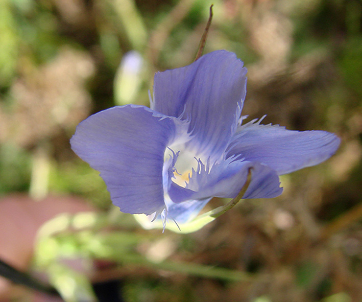 Image of Gentianopsis barbata specimen.