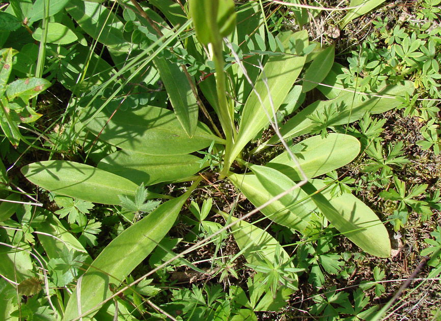 Image of Swertia obtusa specimen.