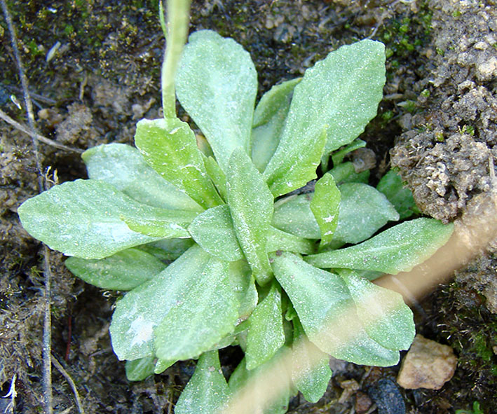 Изображение особи Primula serrata.